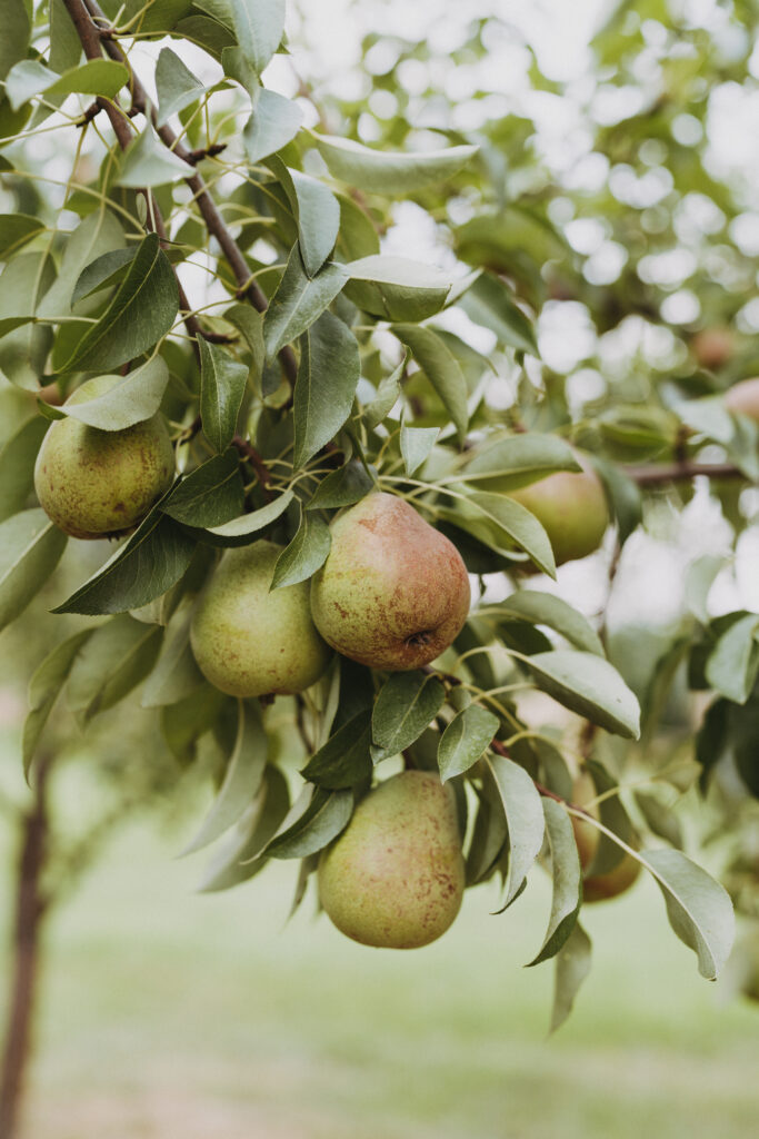 Pear tree with low-hanging fruit, overcomplicating things, overcoming complication, taking action, simple steps, clarity, keep moving forward